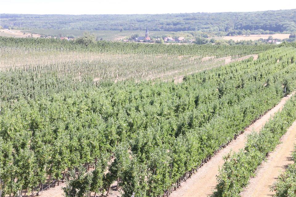 Die Fahner Höhe gilt als Thüringens Obstgarten (Archivbild).Bodo Schackow/dpa