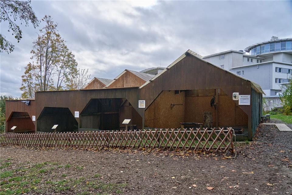 Die Falknerei soll bald wieder für Besucher öffnen. (Archivbild)Sascha Ditscher/dpa