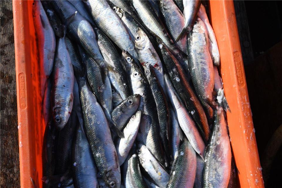 Die Fangquote für Hering wurde stark abgesenkt.Stefan Sauer/dpa-Zentralbild/ZB