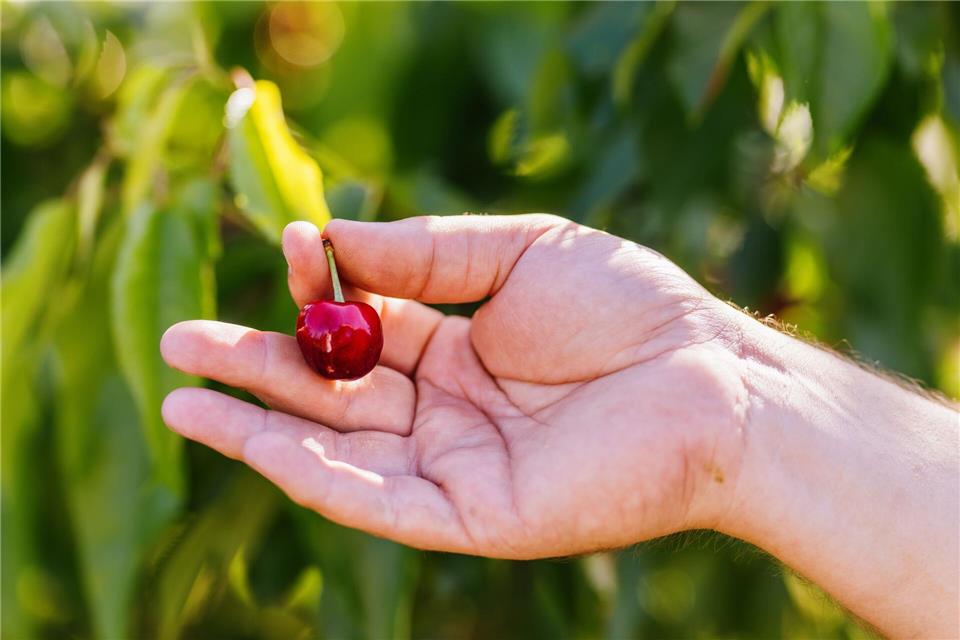 Die Farbe an sich sage weniger über Saftigkeit und Süße aus, so Obstbauer Hagin.Philipp von Ditfurth/dpa