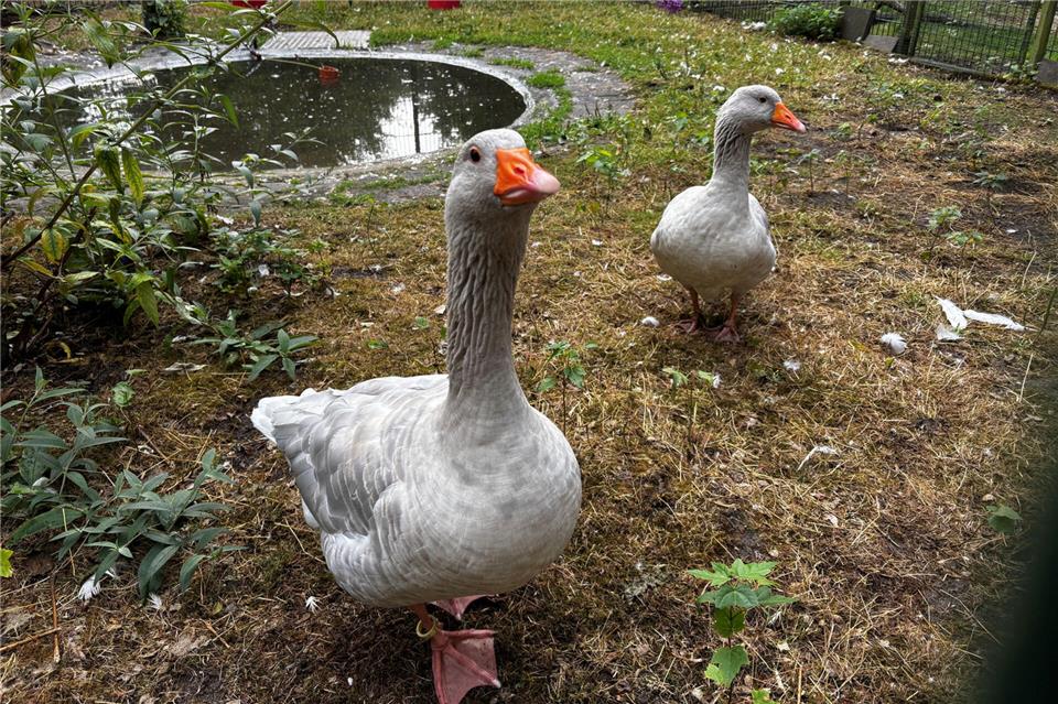 Die Federfreunde sind bereits dabei, Teile des Tierbestands abzugeben.