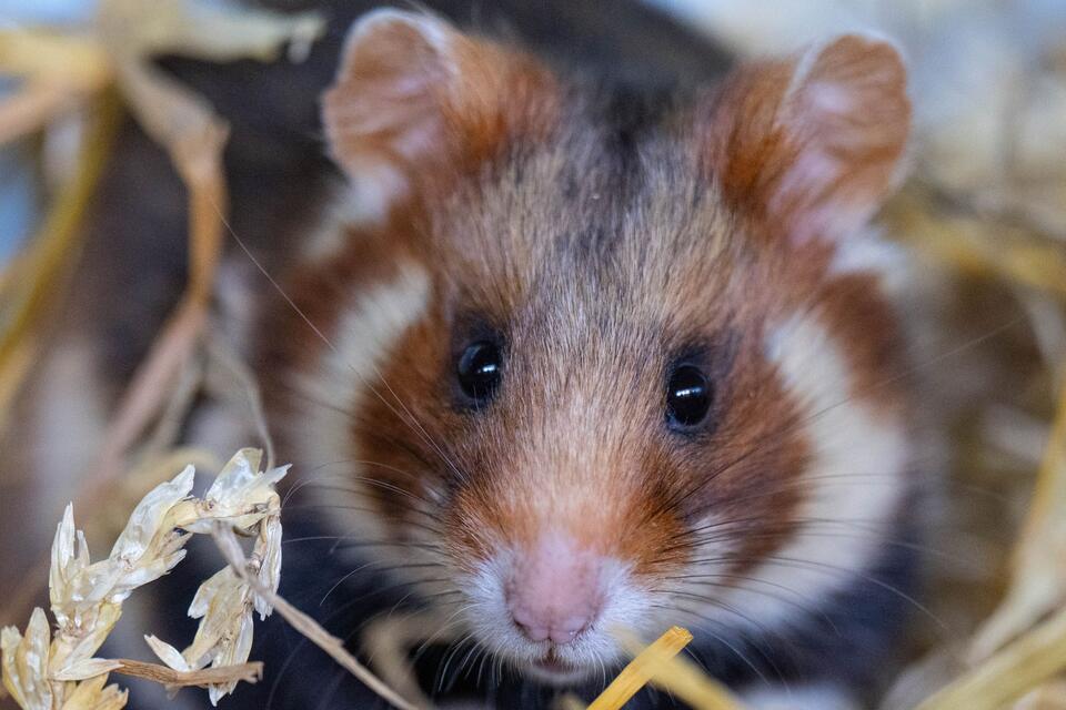 224 Jungtiere: Erfolgreiche Feldhamsterzucht im Zoo Leipzig Die Feldhamsterzucht zeigt Erfolg. (Symbolbild)Hendrik Schmidt/dpa