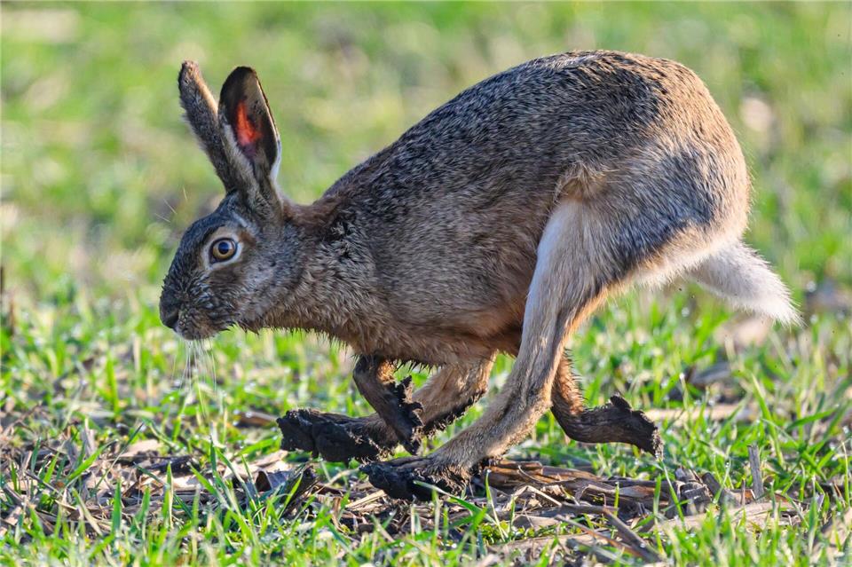 Die Feldhasen waren immer ein gern gesehener Gast auf den Feldern im Kreis Borken. Aufgrund der tödlichen Krankheit „Myxomatose“ sind sie mittlerweile nur noch selten zu sehen.