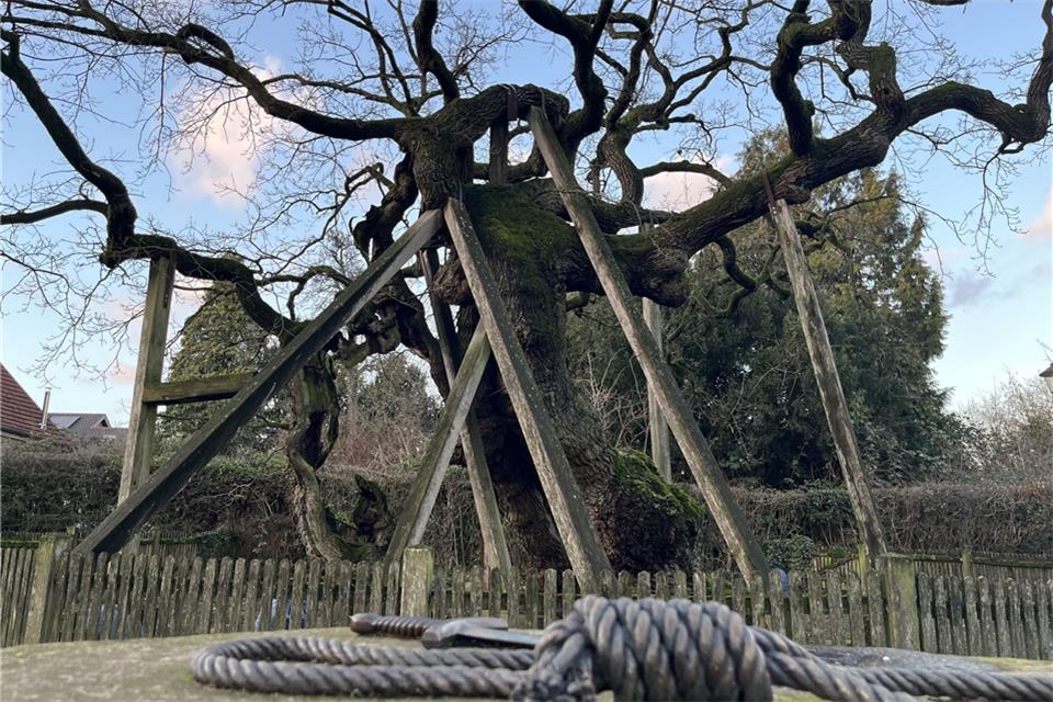 Die Femeiche hinter dem Stein mit Schwert und Strick als Symbole der Gerichtsbarkeit: Der Baum fasziniert viele Besucher.