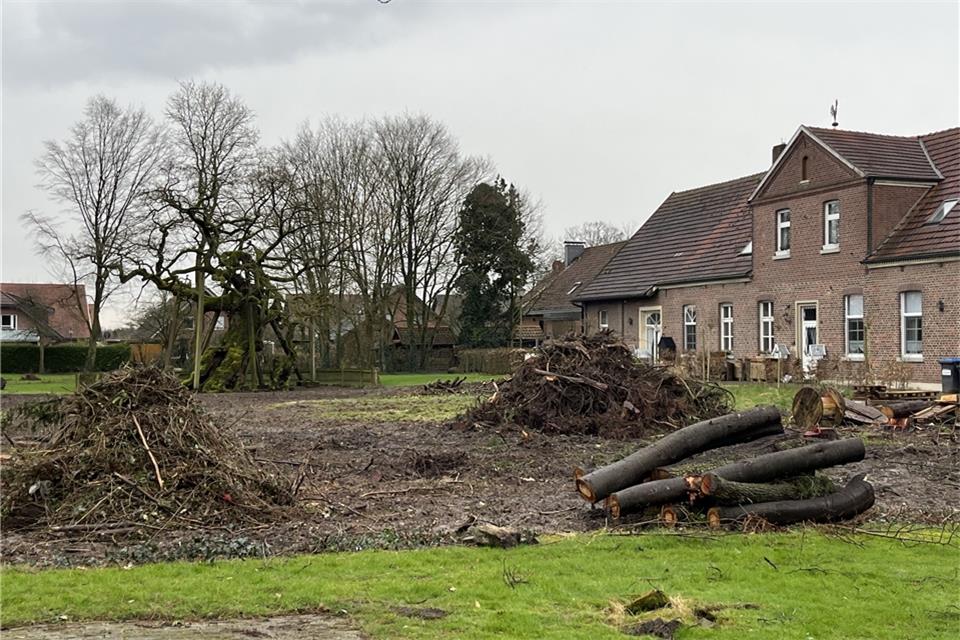 Die Femeiche und das alte Pastorat (rechts): Der Nationalerbe-Baum ist schon deutlich sichtbarer geworden.