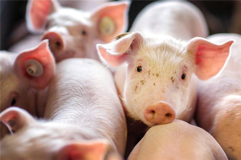 Die Ferkel mussten in eine Notstation für Tiere gebracht werden. (Symbolbild)Jens Büttner/dpa-Zentralbild/dpa
