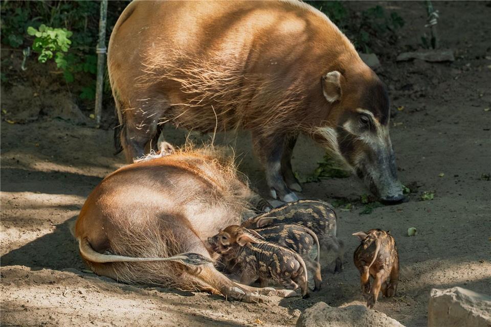 Die Ferkel sind für Besucherinnen und Besucher kaum zu unterscheiden. (Handoutbild)Archiv Opel-Zoo/dpa