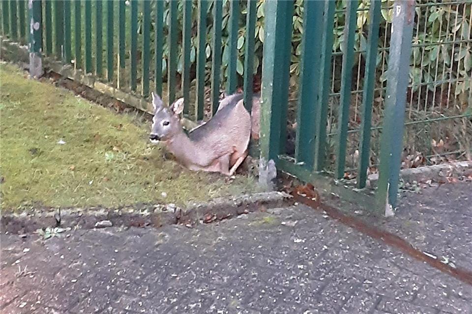 Die Feuerwehr befreite das Rehkitz. -/Feuerwehr Wilhelmshaven/dpa