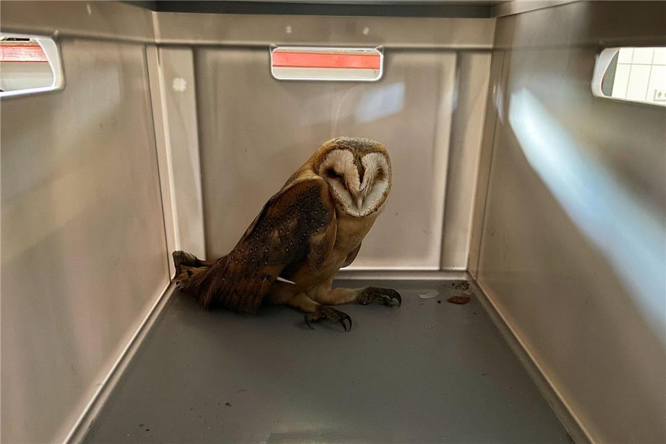 Die Feuerwehr hat eine Schleiereule aus einem Schornsteinrohr in Osterholz-Scharmbeck gerettet. (Handout)Cüneyt Yumusak/Freiwillige Feuerwehr Osterholz-Scharmbeck/dpa