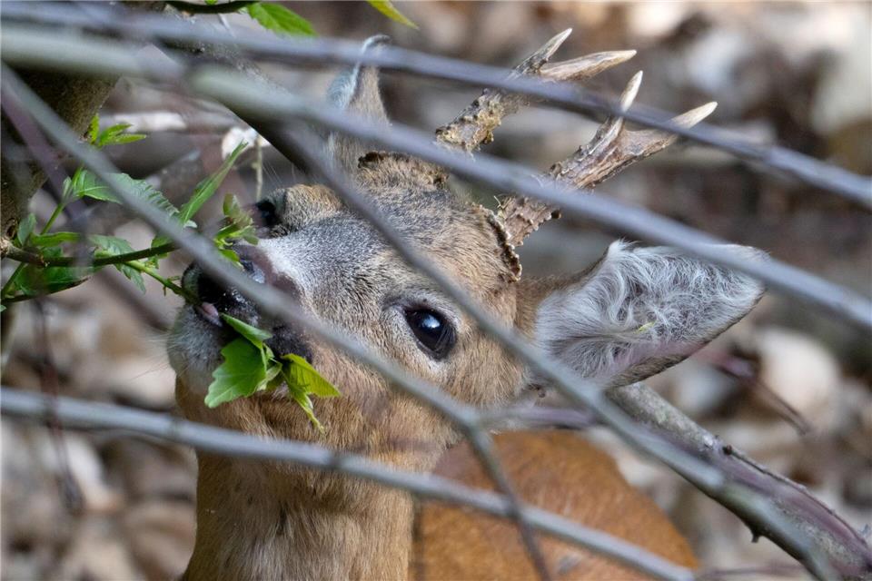 Die Feuerwehr hat in Lehrte ein zwischen den Metallstäben einer Eingangspforte eingeklemmtes Reh befreit. (Symbolbild)Boris Roessler/dpa