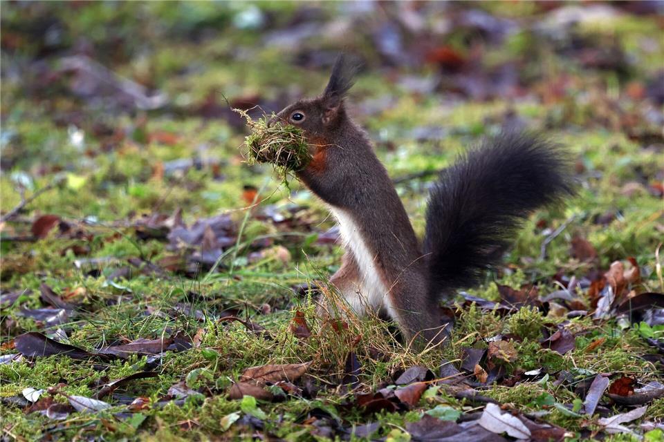 Die Feuerwehr ist in München zur Rettung eines Eichhörnchens ausgerückt. (Symbolbild)Karl-Josef Hildenbrand/dpa