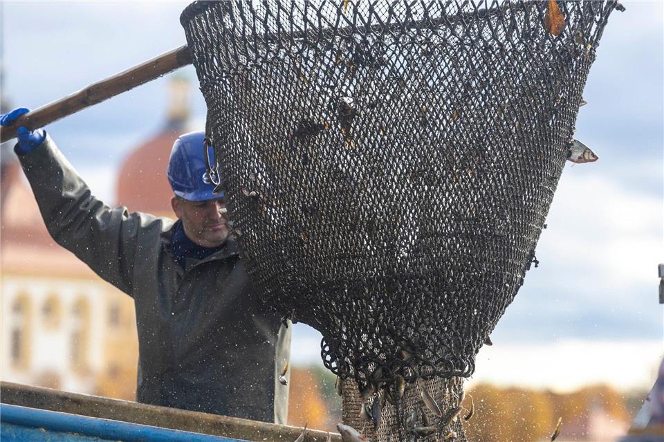 Abfischen am Moritzburger Schloss lockt Besucher an Die Fischzüge, das sogenannte Abfischen, gehört zu den Highlights des Moritzburger Fisch- und Waldfestes.Daniel Wagner/dpa