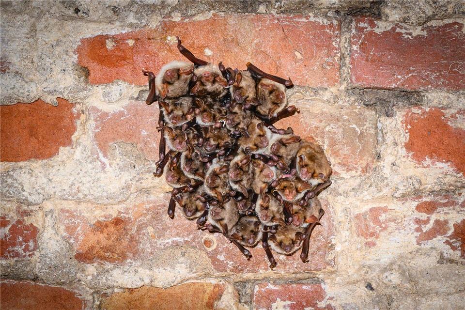 Die Fledermäuse hängen oft in Gruppen zusammen und halten Winterschlaf.Patrick Pleul/dpa