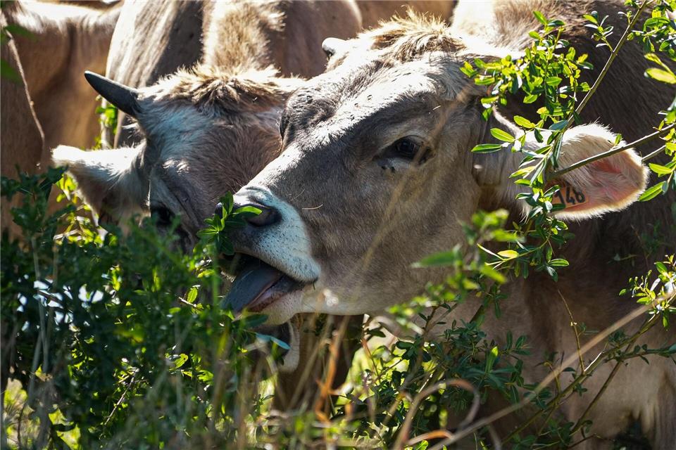 Die Fleischerzeugung hat einen erheblichen Einfluss auf Frankreichs CO2-Fußabdruck (Archivbild).Nicholas Garriga/AP/dpa