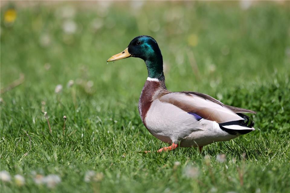 Die Frau hatte einen Stockenten-Erpel unter einem Trampolin eingesperrt. (Archivbild)Jan Woitas/dpa