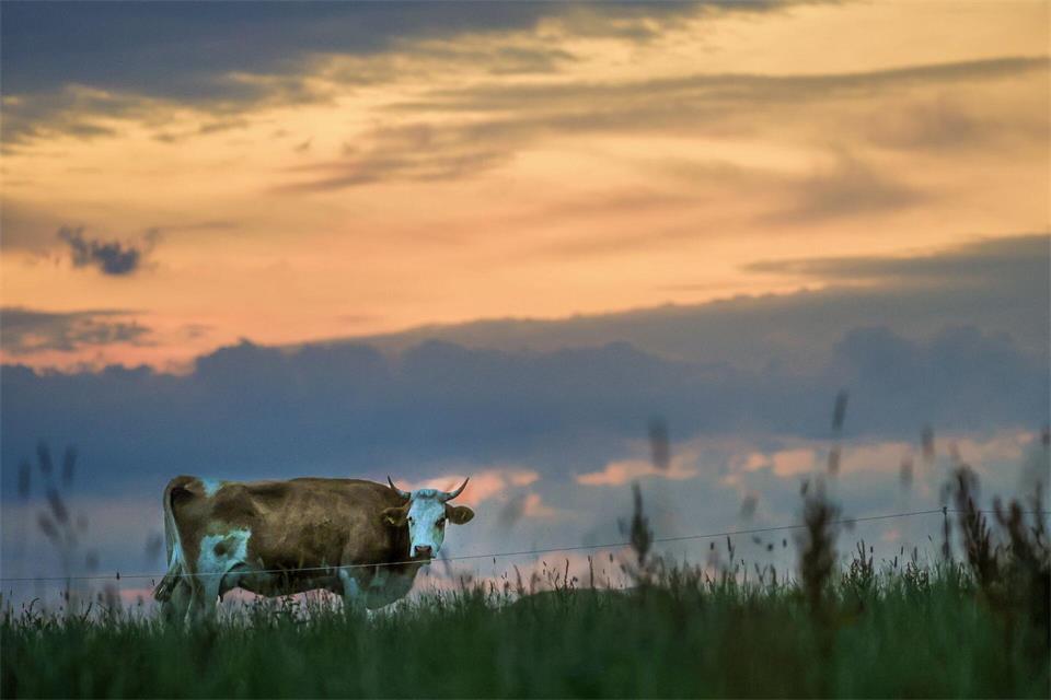 Die Frau war auf einem Spaziergang, als die Kuh sie angriff. (Symbolbild)Thomas Warnack/dpa