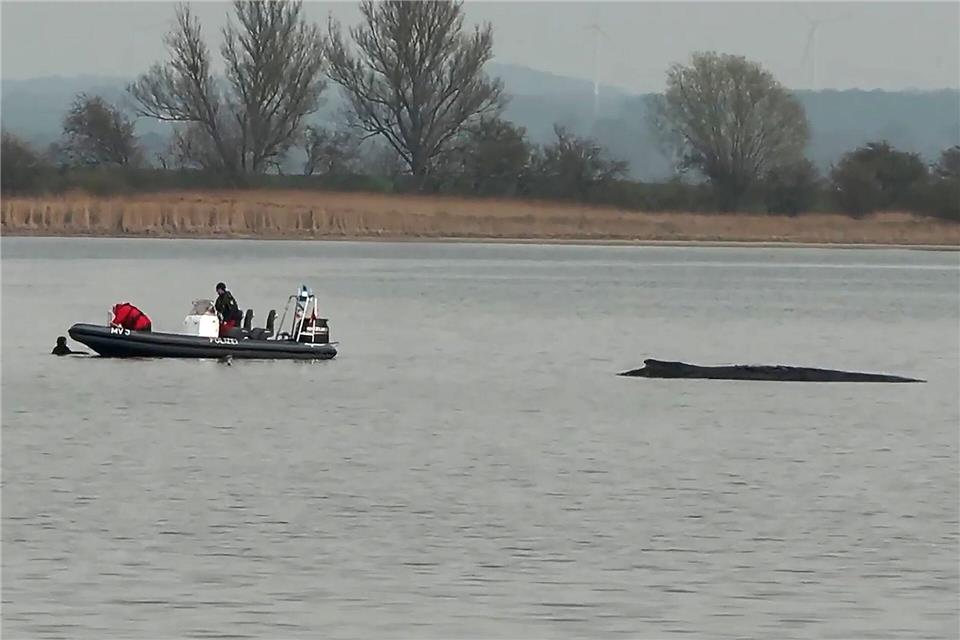 Die Frau war nah an den Wal herangeschwommen. News5/dpa