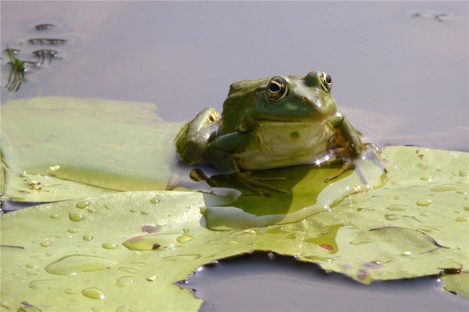 Die Frösche haben einen ziemlichen Lärm veranstaltet. (Symbolbild)Françoise Hauser/dpa-tmn