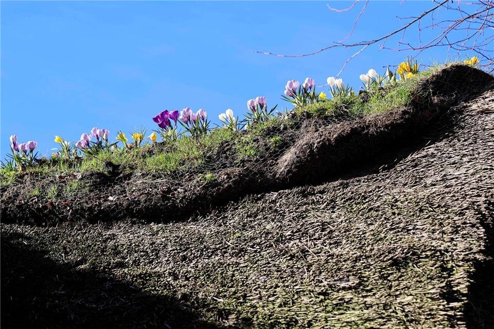 Die Frühblüher wachsen in den Grassoden, die auf dem First liegen.Frank Molter/dpa