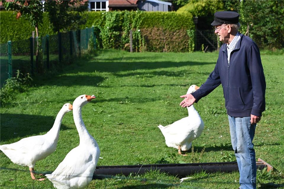Die Gänse im Garten von Ludwig Smidt sind Auslöser eines Nachbarschaftsstreits in Ostfriesland.Lars Penning/dpa