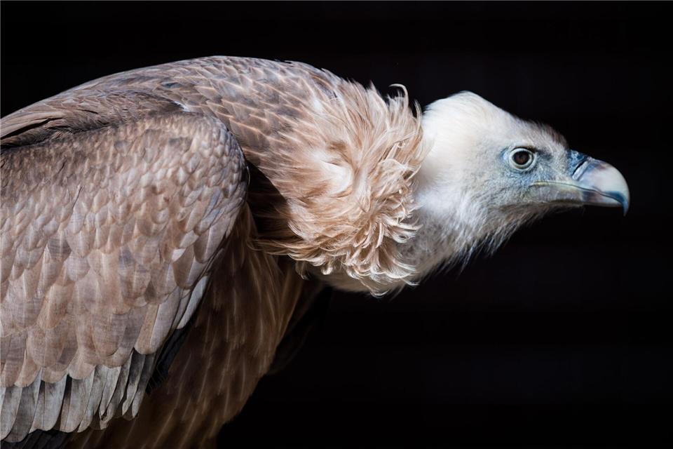 Die Gänsegeier aus Dresden erblickten in diesem und im vergangenen Jahr das Licht der Welt. (Symbolbild)picture alliance / Alexander Heinl/dpa