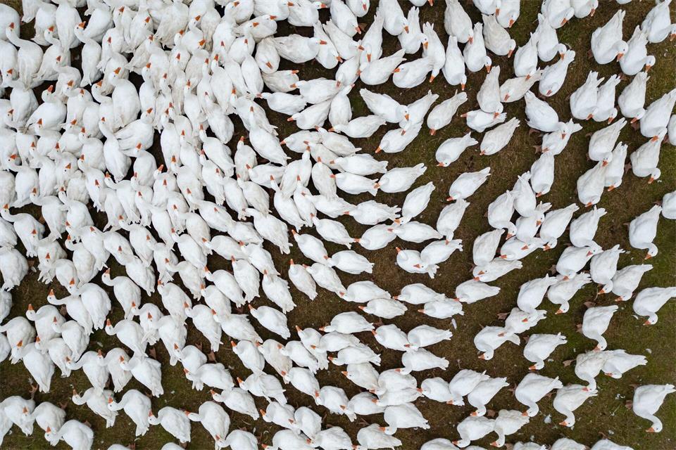 Die Gänsesaison beginnt traditionell ab dem 1. November. (Symbolbild)Robert Michael/dpa