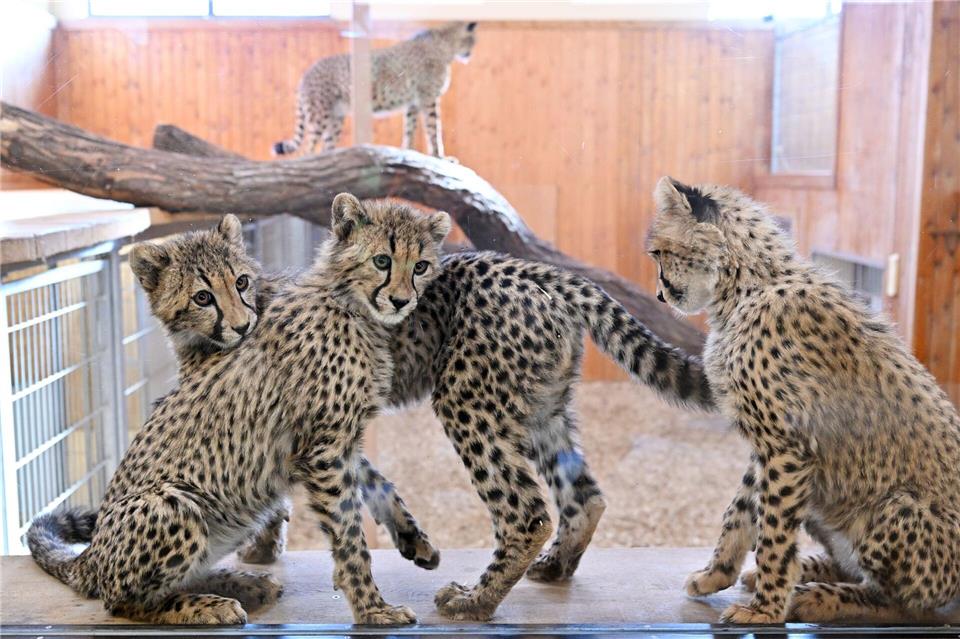 Die Geburt der Geparden erfolgte innerhalb eines Zuchtprogramms: Die jungen Tiere dienen laut Zoo dem Erhalt der stark gefährdeten Art.Martin Schutt/dpa