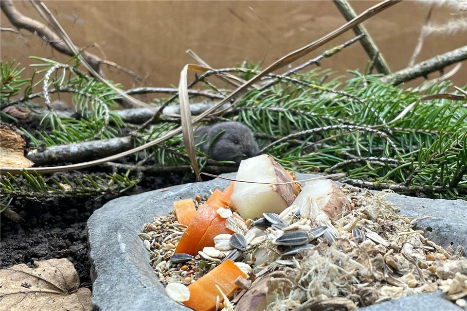 Die Geburt des Jungtiers feiert der Tierpark als Zuchterfolg. Tierpark Hellabrunn/dpa