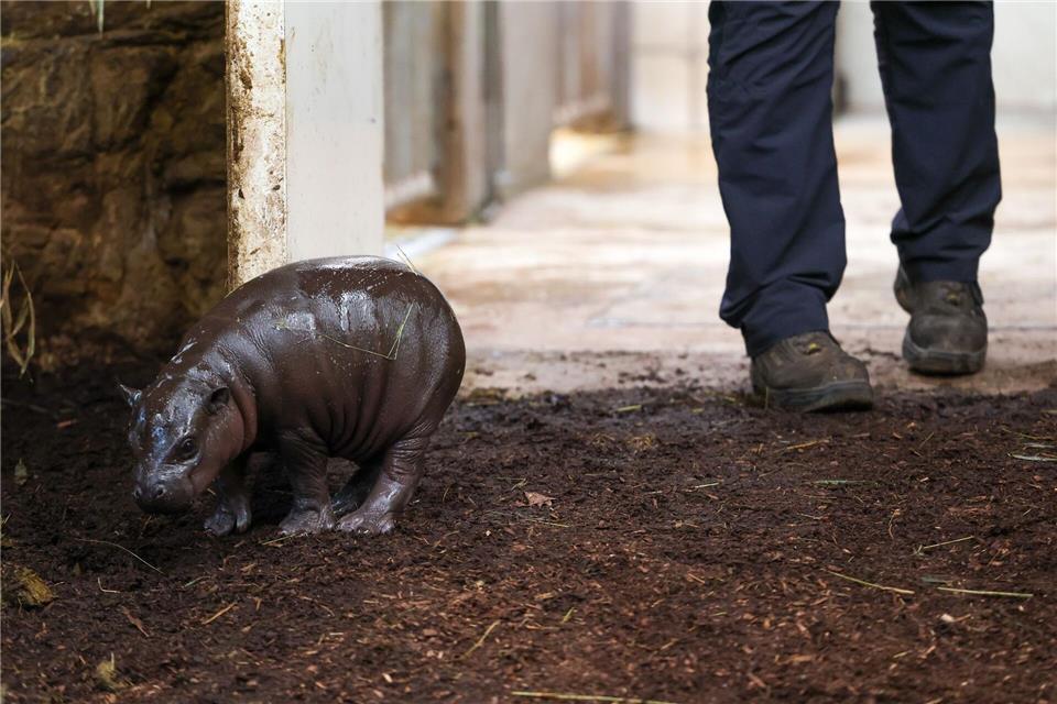 Die Geburt des Zwergflusspferds vor zwei Wochen war für den Zoo eine kleine Sensation.Christoph Reichwein/dpa