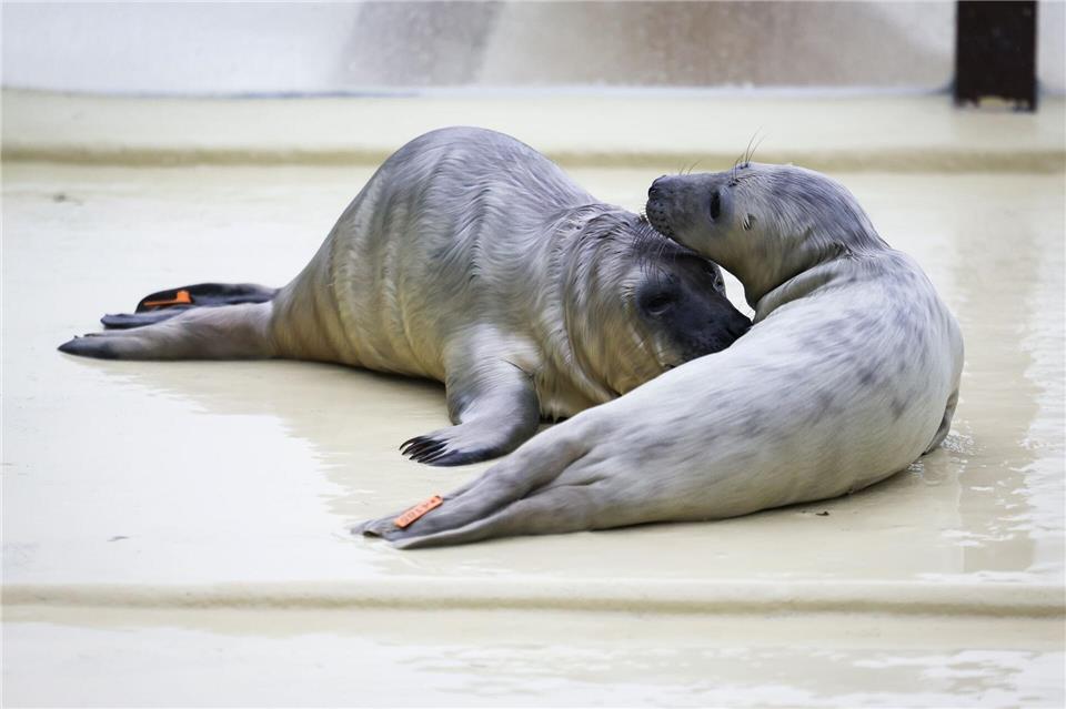Die Geburtenzeit der Kegelrobben ist noch im vollen Gange.Christian Charisius/dpa