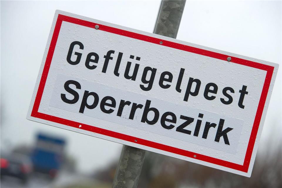 Die Gefahr steigt: Es gibt neue Geflügelpest-Fälle in Brandenburg und im benachbarten Mecklenburg-Vorpommern. Stefan Sauer/dpa-Zentralbild/dpa