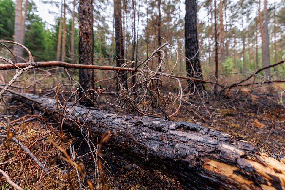 Die Gefahr von Waldbränden, wie hier bei Erlangen im April, ist in diesen Tagen wieder besonders groß. (Archivbild)Daniel Karmann/dpa