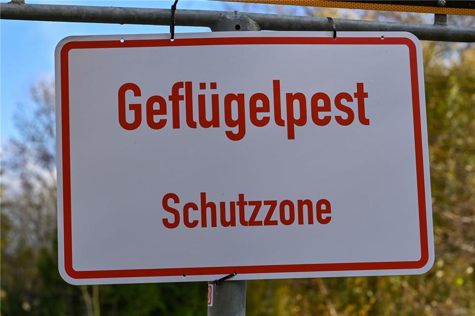 Die Geflügelpest trifft nach einigen ruhigen Wochen wieder einen Betrieb in Brandenburg. (Symbolbild) Patrick Pleul/dpa-Zentralbild/dpa