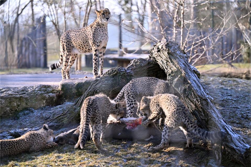 Die Geparden im Zoopark Erfurt werden teils auch mit Rehfleisch gefüttert. Das stammt von Wildunfällen, wird von Jägern zur Verfügung gestellt und ist laut Zootierärztin Tina Risch besonders artgerechtes Futter für die Raubtiere.Martin Schutt/dpa