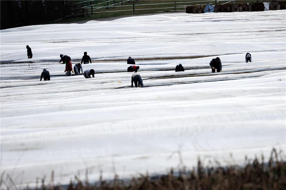 Die Gewerkscvhaft IG Bauen-Agrar-Umwelt kritisiert nach wie vor zu schlechte Arbeitsbedingungen für Saisonkräfte. (Archivbild)Str/dpa
