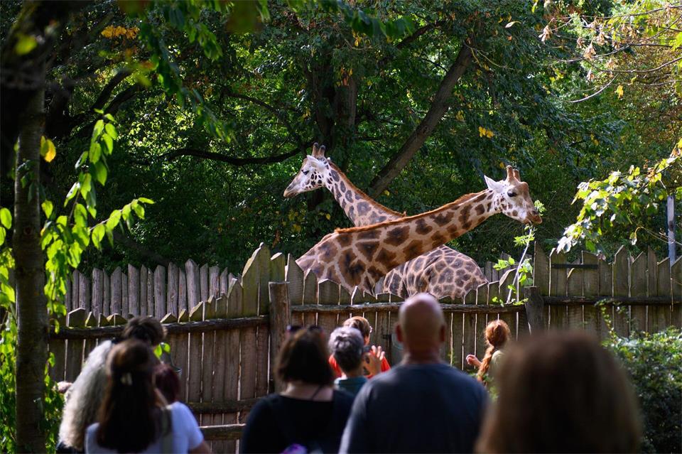 Die Giraffenherde im Magdeburger Zoo hat Zuwachs bekommen. (Archivbild) Klaus-Dietmar Gabbert/dpa
