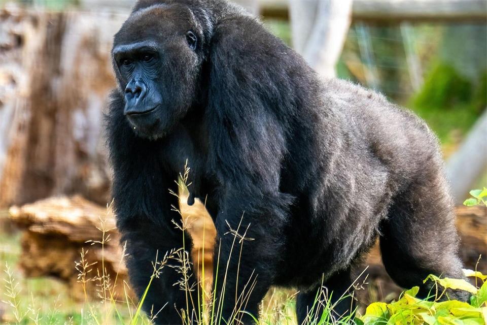 Die Gorilla-Dame Yene soll im Dezember Nachwuchs bekommen - es wäre ihr zweites Baby im Rostocker Zoo. (Foto: Handout)Matthias Drübbisch/Zoo Rostock/dpa