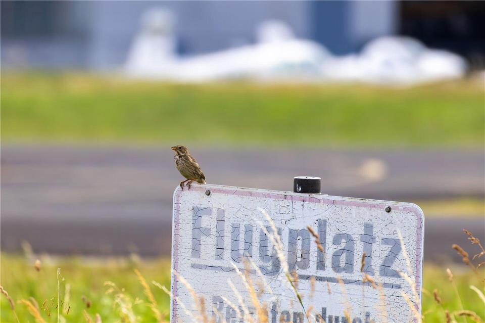 Die Grauammer drohte in Hessen auszusterben. Christian Lademann/dpa