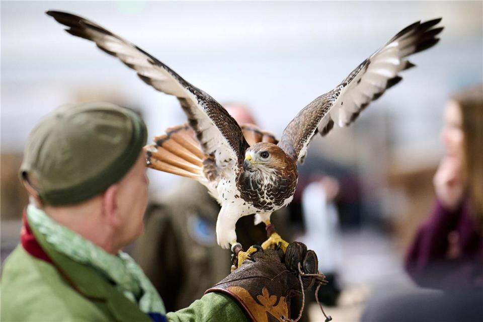 Die Greifvögelshows gehören zu den beliebtesten Vorführungen bei den Besuchern der Messe. Bernd Thissen/dpa