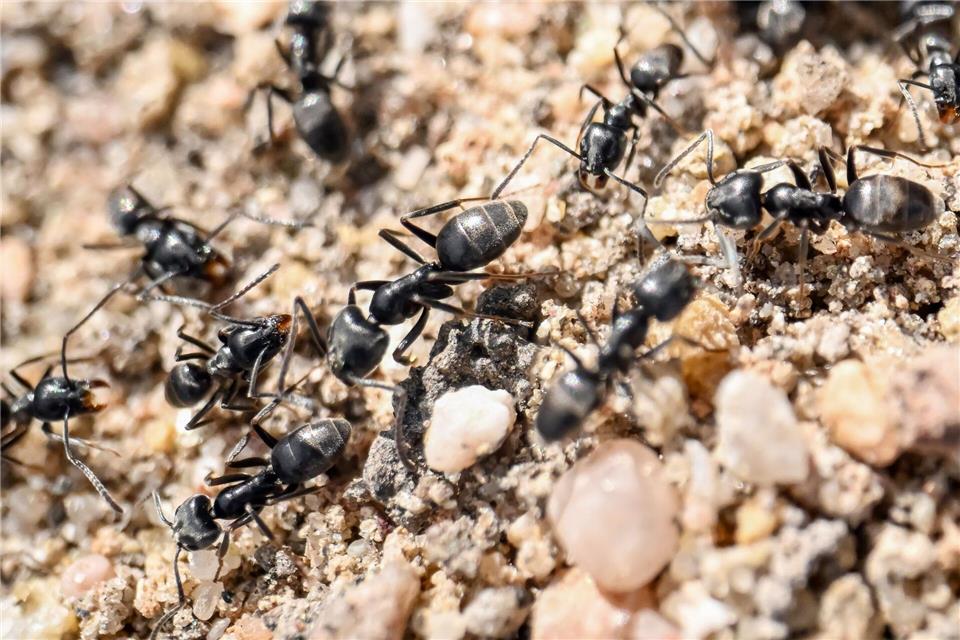 Die Große Drüsenameise ist im Saarland bisher nur in Saarlouis nachgewiesen worden (Symbolbild)Uli Deck/dpa