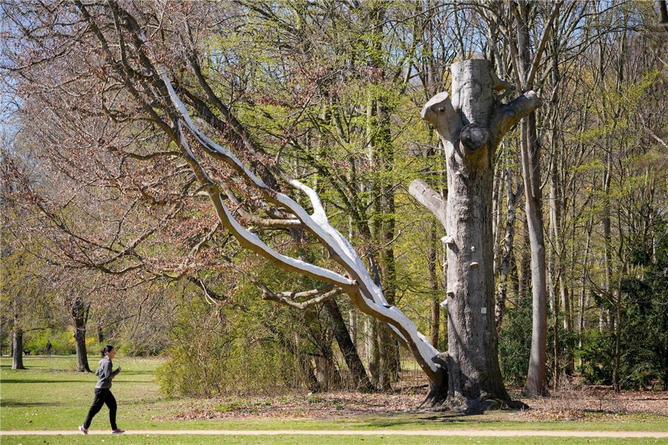 Die Grünämter der Bezirke überprüfen die Bäume.Soeren Stache/dpa