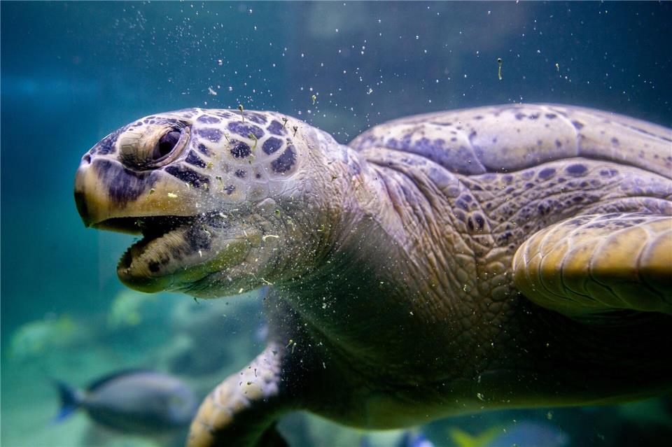 Die Grüne Meeresschildkröte Ernie lebt mit Haien in einem Wasserbecken im Aquarium Wilhelmshaven. (Archivbild)Hauke-Christian Dittrich/dpa