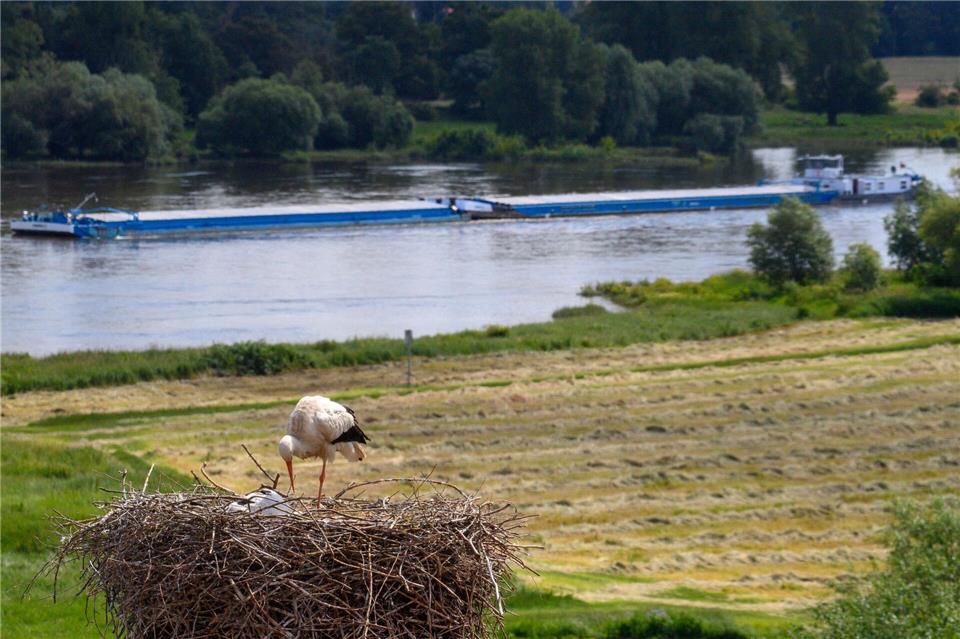 Die Grünen drängen auf mehr Maßnahmen zum ökologischen Hochwasserschutz sowie zur ökologischen Auenrenaturierung. (Archivbild)Klaus-Dietmar Gabbert/dpa