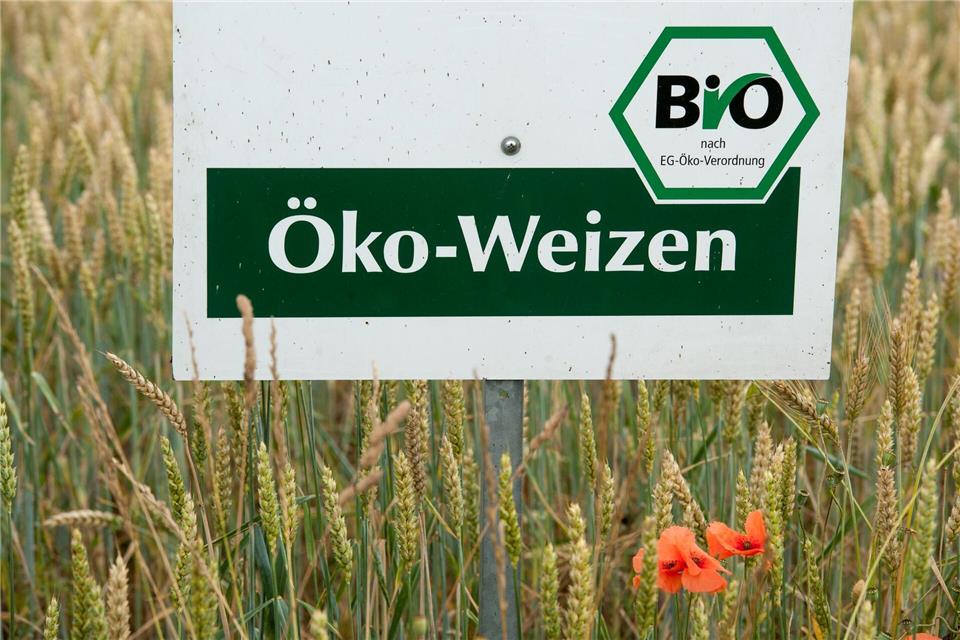 Die Grünen werfen der schwarz-roten Landesregierung vor, den Ökolandbau aufzugeben. (Symbolbild) Armin Weigel/dpa