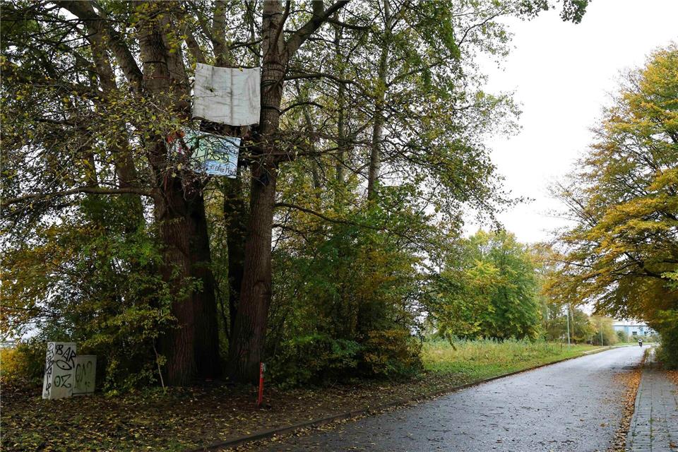 Aktivisten bauen Baumhaus auf MFG5-Gelände  Die Gruppe fordert gegen den Verkauf des MFG5-Geländes an die Bundeswehr.Frank Molter/dpa