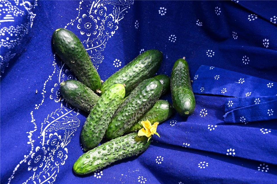 Die Gurke ist ein Markenzeichen der Spreewaldregion.Jens Kalaene/dpa