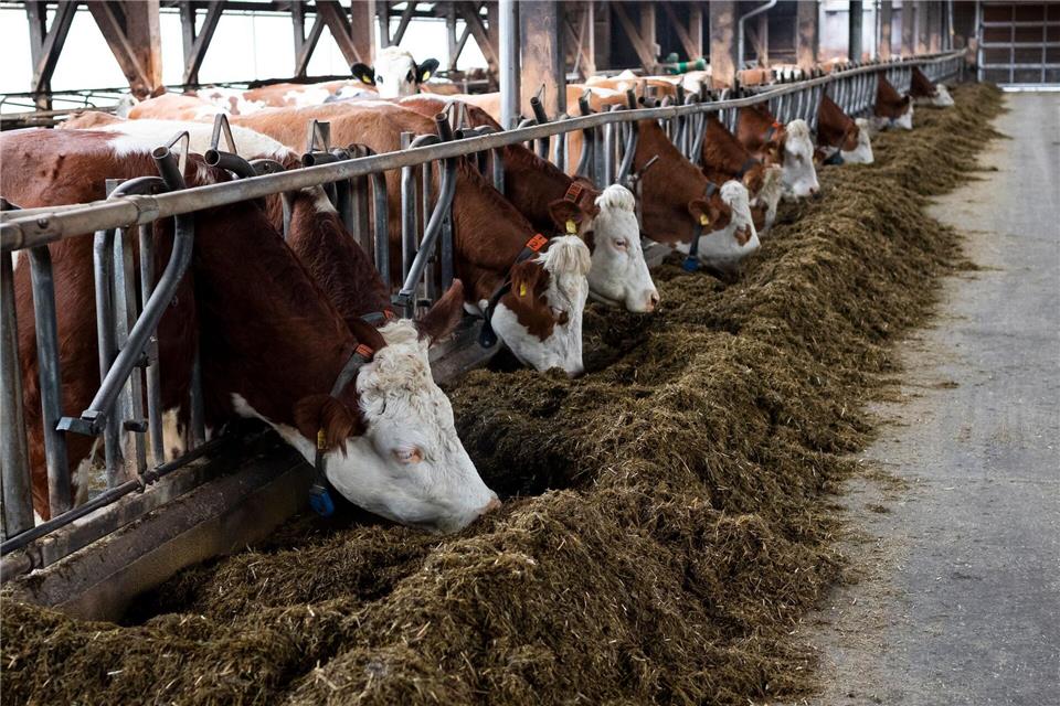 Die Haltungsbedingungen von Nutztieren spielen eine immer größere Rolle - Landwirte in Bayern haben daher ein großes Interesse an Fördergeldern für den Umbau oder Neubau von Stallungen. (Illustration)Daniel Vogl/dpa
