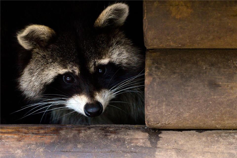 Die Hamburger CDU-Fraktion will Waschbären kastrieren lassen. (Symbolbild)picture alliance / dpa