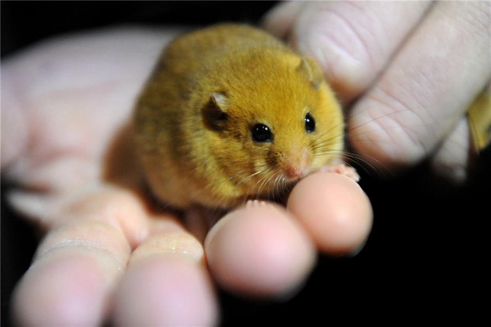 Die Haselmaus ist zwischen April und Oktober aktiv und lebt in artenreichen Hecken mit dichtem Bewuchs.Carsten Rehder/dpa/dpa-tmn