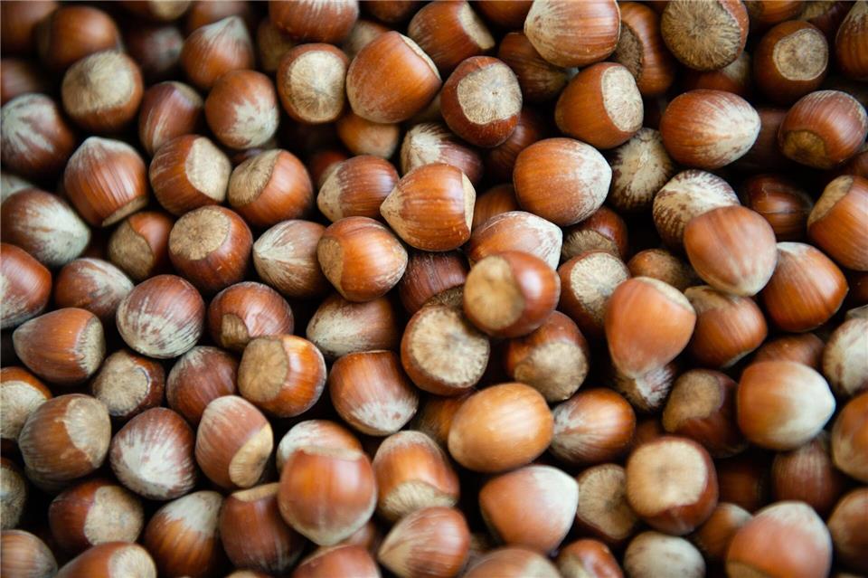 Weniger Haselnüsse aus Italien: Wird Nutella teurer?  Die Haselsnussernte ist in Italien so schlecht ausgefallen wie seit Jahrzehnten nicht mehr. (Archivbild)Lisa Ducret/dpa